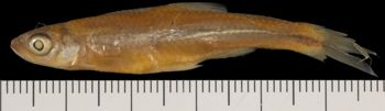 Media type: image; Ichthyology 1684